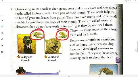 Grade 4 EVS Chapter 11 Teeth, Beaks and feet (Part 1)