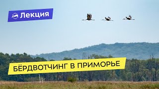 Бёрдвотчинг в Приморье