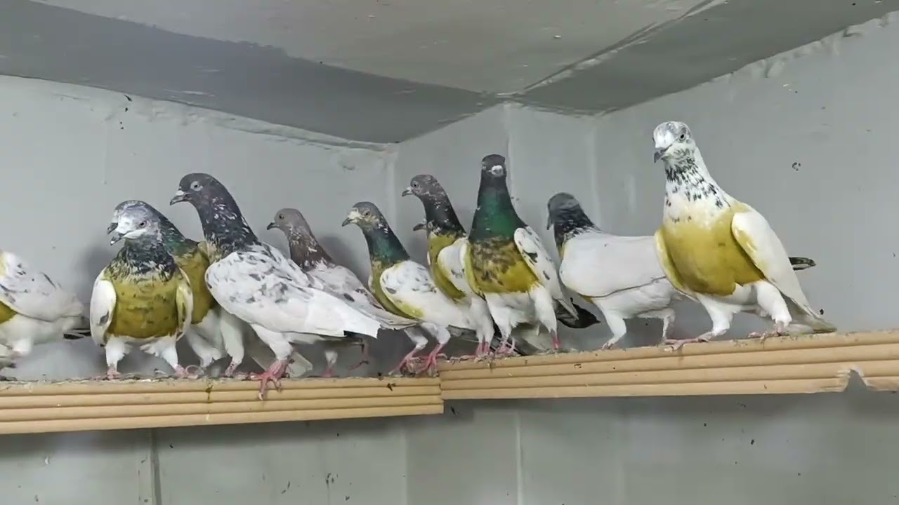 For sale kabutar 34 location Faisalabad WhatsApp number 03057765927