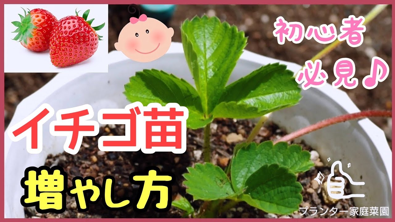 簡単 イチゴ苗の増やし方 ランナーで新しい苗を育てよう プランター家庭菜園 Youtube