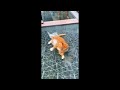so funny #viral #trending #short