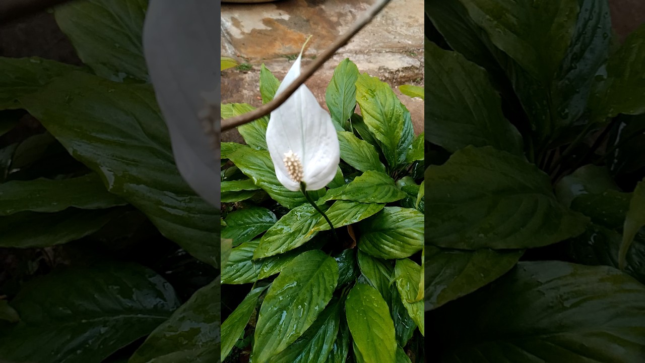 The Beauty of Peace Lilies: Witness the Blooming Spectacle
