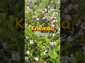 Наша клюква уже во всю цветет и завязывает ягоды #огород #клюква #сад #цветение