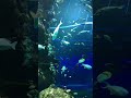 Sea aquarium
