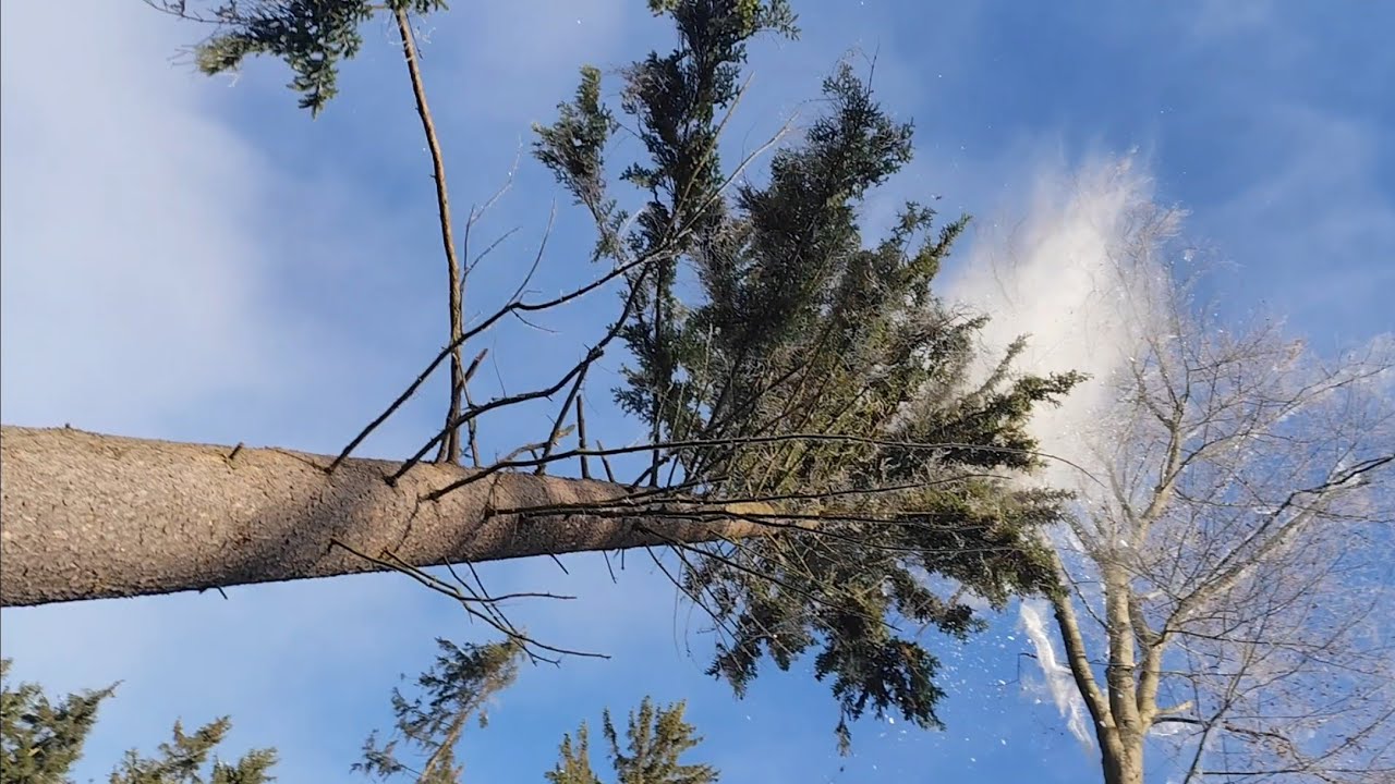 Kácení velkých stromů ze zasněženého porostu 597-2025