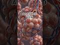 Alveoli 3d view #medicalanimation #3danimation #healthcare