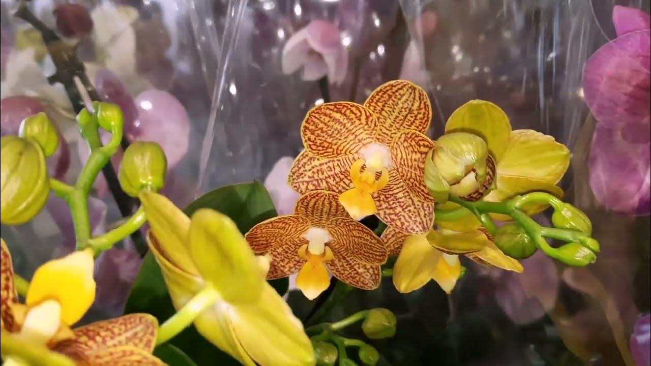 Орхидеи уценка. Фаленопсис Бруклин пилори. Видео фаленопсис Evolution. Купить орхидею в Кыргызстане.
