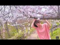 「サクラ・フワリ」をふじこが歌ってみた/松たか子【Cover version by FUJIKO】#佐保川 #奈良 #桜