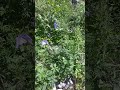 Горные водосборы. Кумир, река моего детства. Горный Алтай