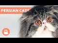 How to Identify Types of Persian Cats の動画、YouTube動画。