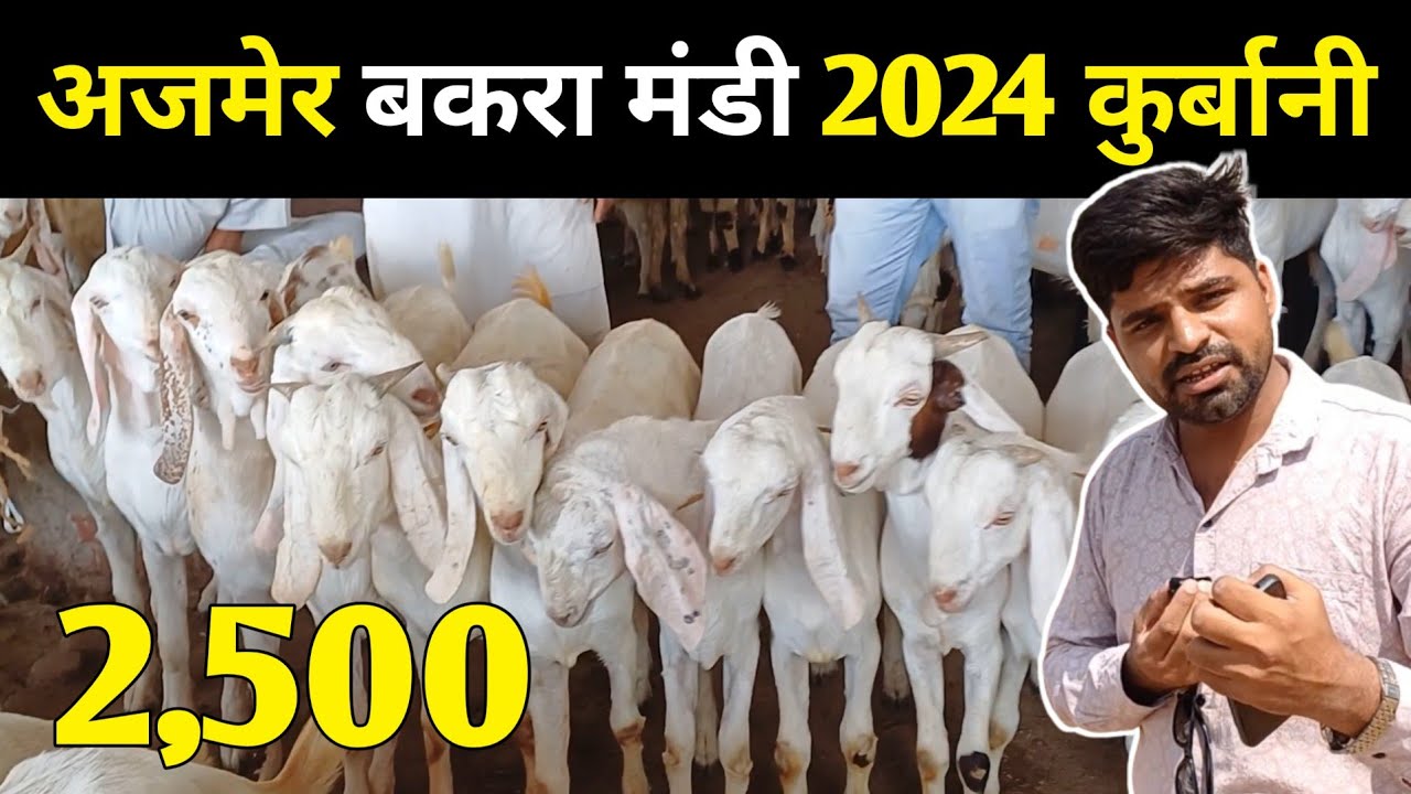 अजमेर बकरा मंडी कैसी है ईद पर | बकरा मंडी | अजमेर बकरा मण्डी के भाव | GOATFARM | कुर्बानी 2024 |