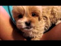 Cutest Peekapoo Puppy Ever Cutest Peekapoo Puppy Ever