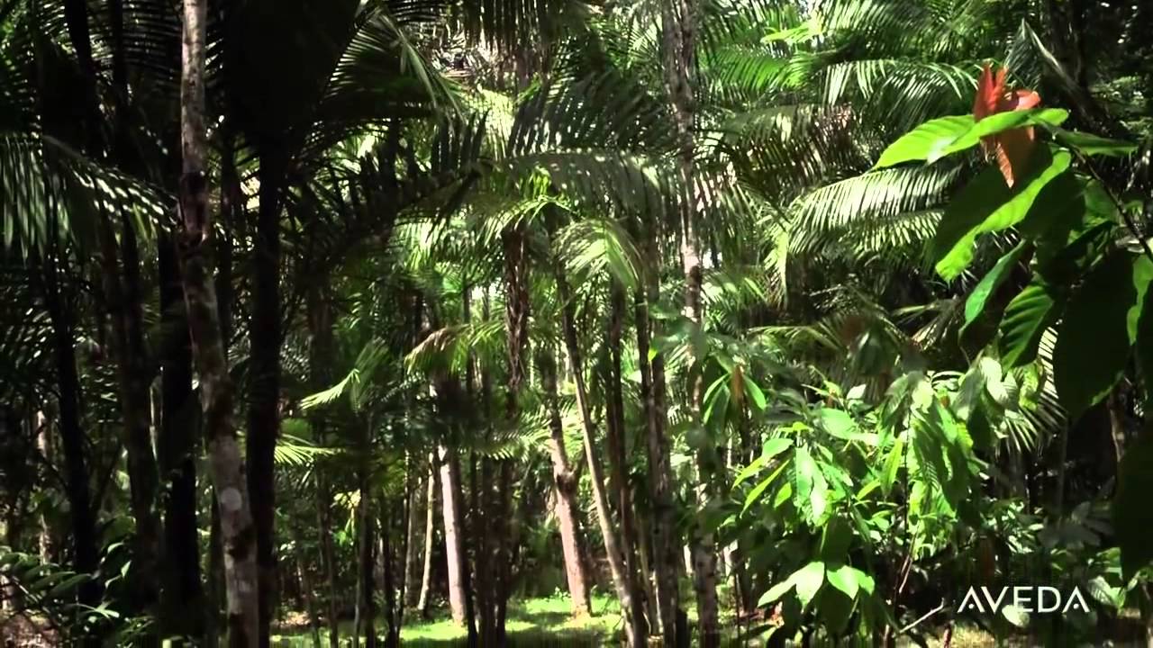 Environmentally Sustainable Products by Aveda - Aveda Institute Victoria