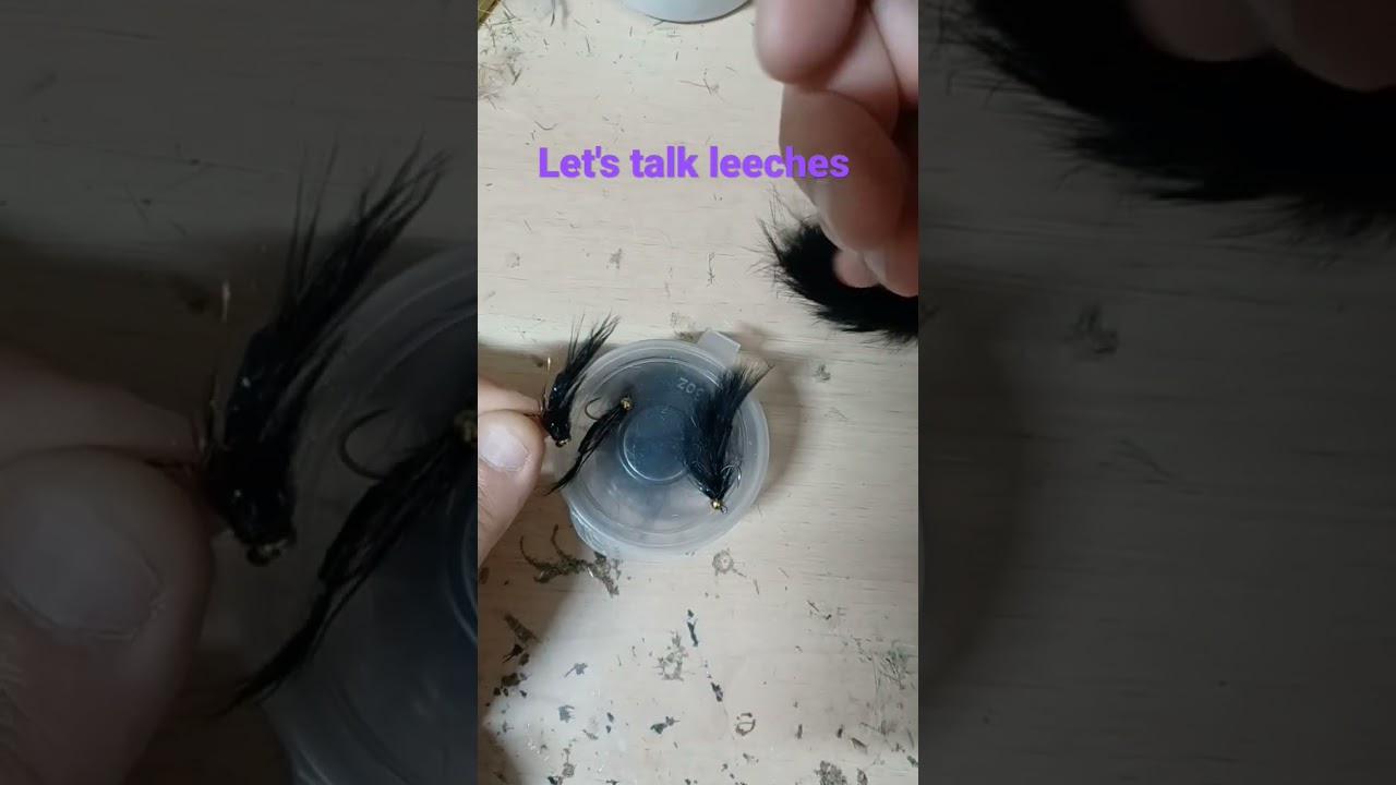let's talk leeches 