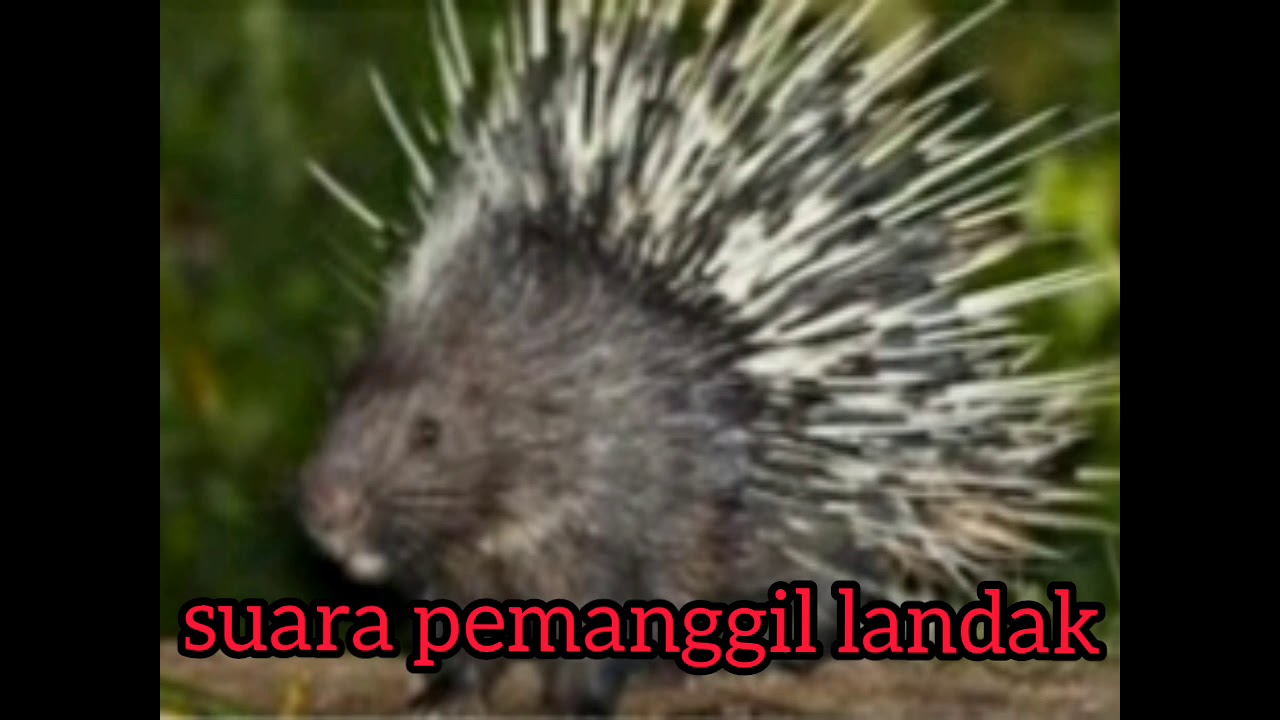 suara pemanggil landak ampuh