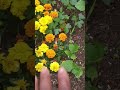 May Garden #explore #garden #springgarden