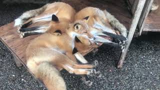 A Bunch Of Foxes!
