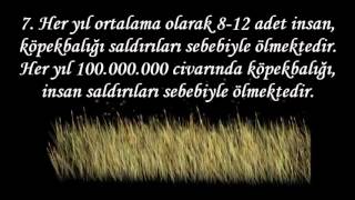 Su Ve Sualtı Yaşamlarla İlgili 10 Bilgi