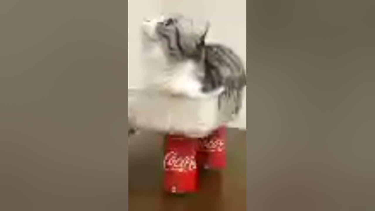 #комару #кот #мем #кошка - YouTube