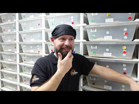 Stubborn Males!!! How to encourage male ball pythons to breed.