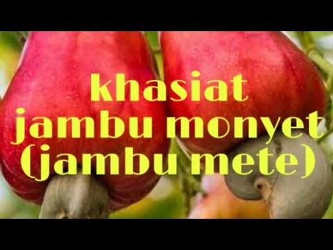 jambu monyet untuk diabetes mellitus jambu monyet untuk diabetes mellitus