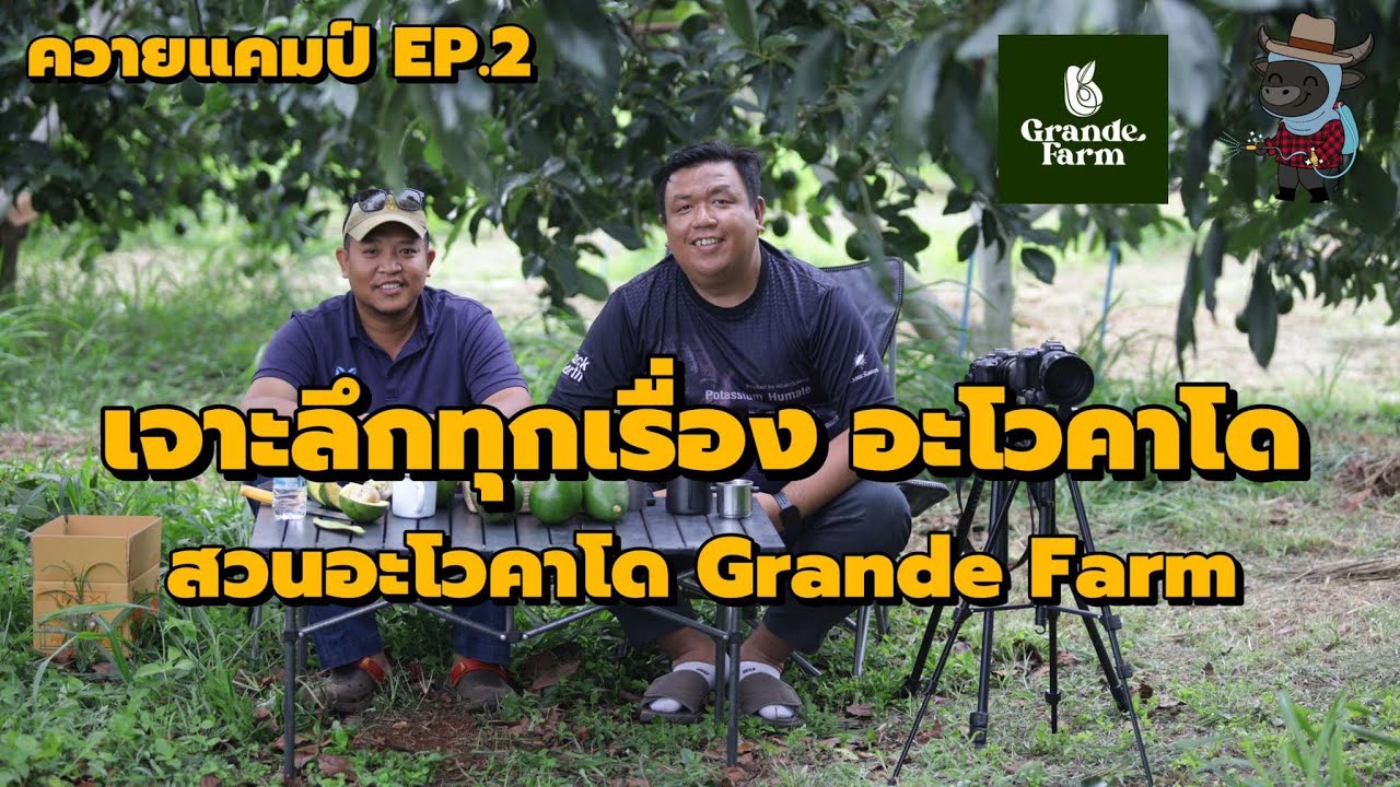 ควายแคมป์ EP. 2  :: เจาะลึกทุกเรื่องอะโวคาโด กับ Grande Farm
