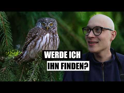 Ich habe nach einer Eule gesucht, die kaum jemand zu Gesicht bekommt