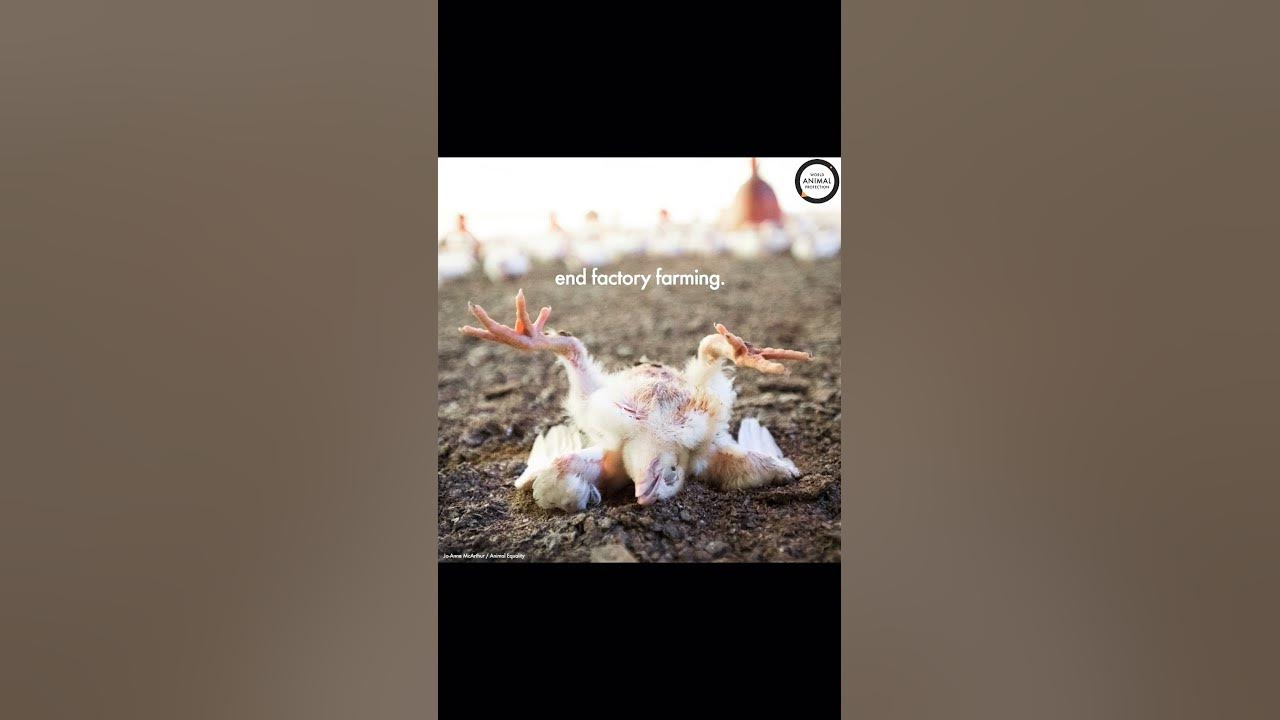 Animals Songs - YouTube