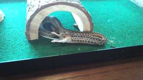 Gopher snake eating a mouse