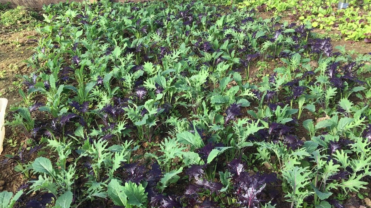 Harvesting Baby Kale