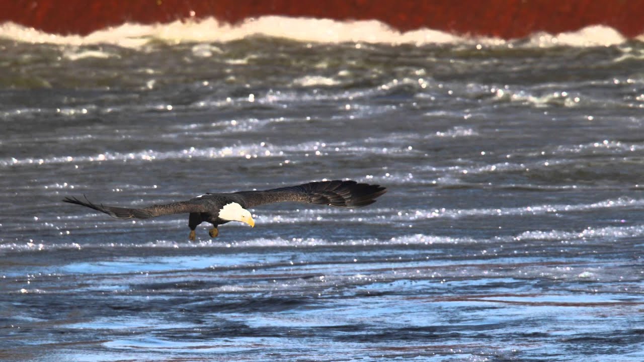 Eagles on The Mississippi River