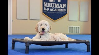 Bella (Goldendoodle) Boot Camp Puppy Training Demonstration
