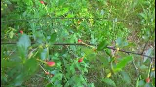 Карликовая вишня 04 Jun 2018 vishnja видео Войлочная вишня: популярные сорта кустовидного дерева