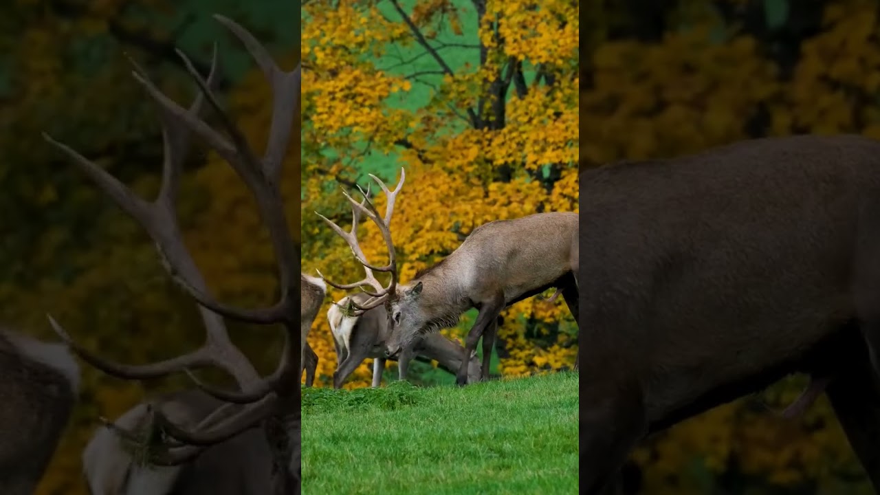 The pulse of nature | Deer 