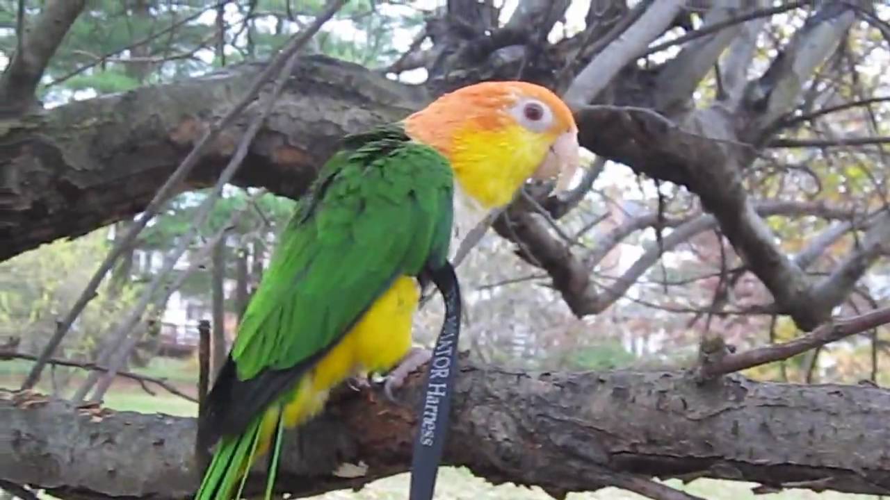 Stinkie wearing Aviator Harness YouTube