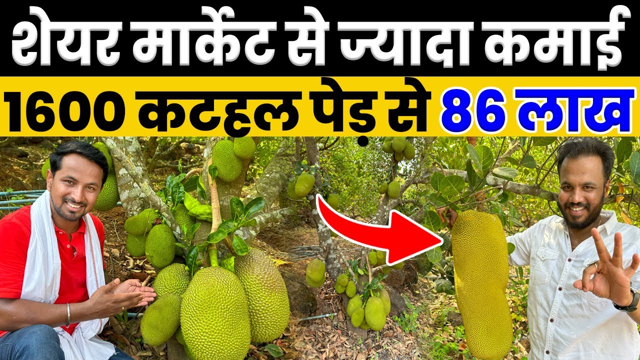 कटहल के खेती से पैसा ही पैसा😱🤑सालाना होगी 86 लाख की कमाई💯🔥Jackfruit Farming | Indian Farmer