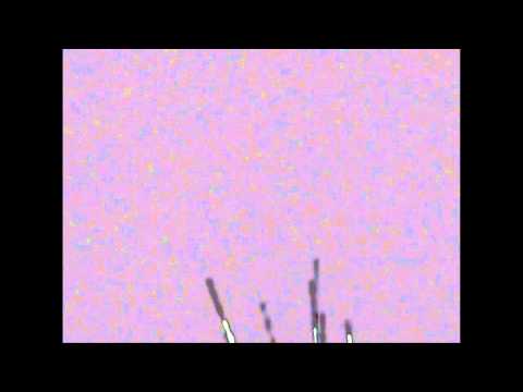 fireworks - Valerie Worth poem