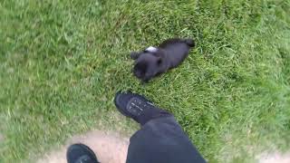 Playing with Pixie the pug