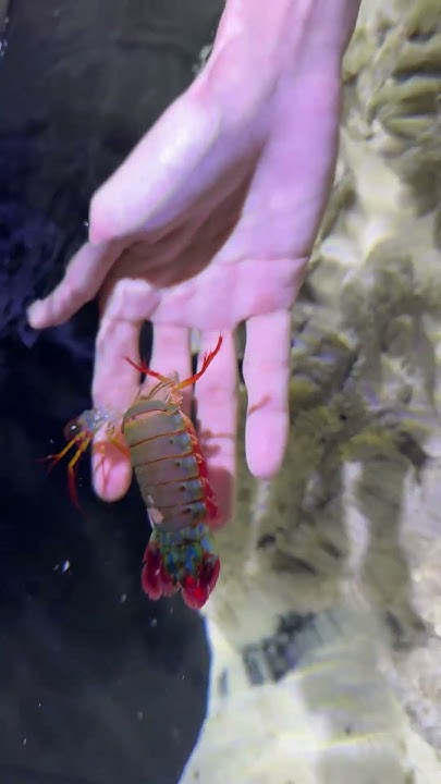 Peacock mantis shrimp molting #mantisshrimp #saltwatertank #fyp # ...