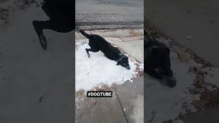 #dog #dogshorts #youtubeshorts #utah #snow