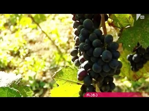 რთველი რაჭაში