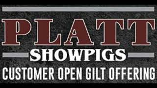 Platt Showpigs : Customer Open Gilt Offering - Lot 26