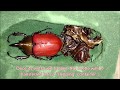 The Eastern Hercules beetle (Dynastes tityus), raising and breeding at home! Part II