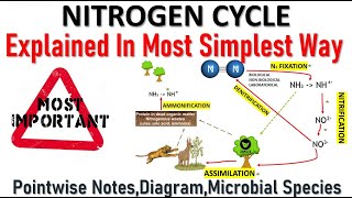 Nitrogen Cycle With Notes, Reactions & Diagram #nitrogencycle