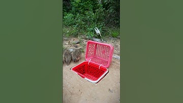 Simple and easy quail trap #shorts #create #traps