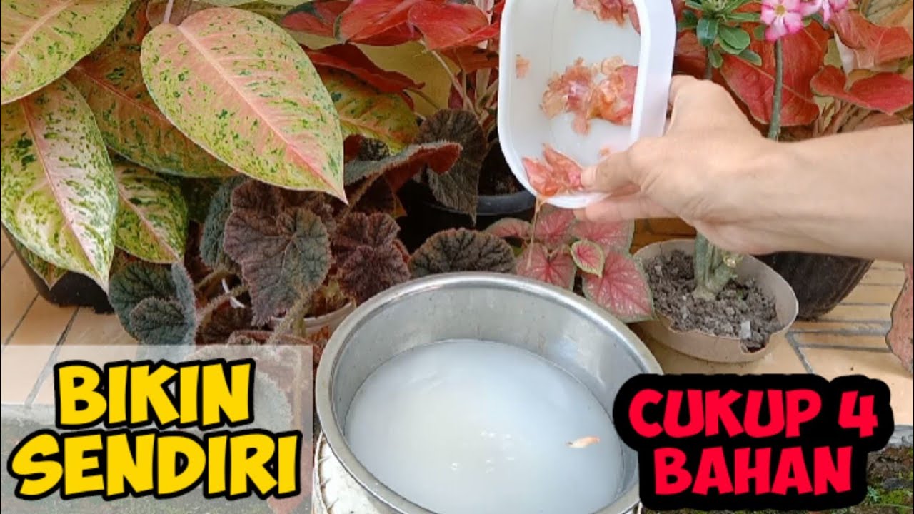 TANPA BELI ! RACIK SENDIRI PUPUK TANAMAN HIAS AGLONEMA, CALATHEA, BEGONIA, KELADI DAN KAMBOJA