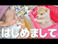 新しい家族と初めて会ったら可愛すぎて悶絶しました...【赤ちゃんハスキー】