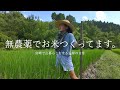 [宮崎移住5年目] 山でお米と野菜をつくって暮らしてます。｜ブルーベリーが豊作すぎて笑いが止まらない