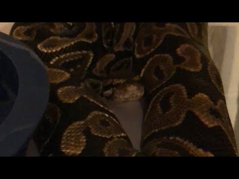 videocon care centre Sunday Chat with DER Reptiles