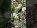 刷山记录78: 漫山遍野的#毛枝连蕊茶 开花啦!#植物科普 #野生植物#刷山#宁波有毛枝连蕊茶吗
